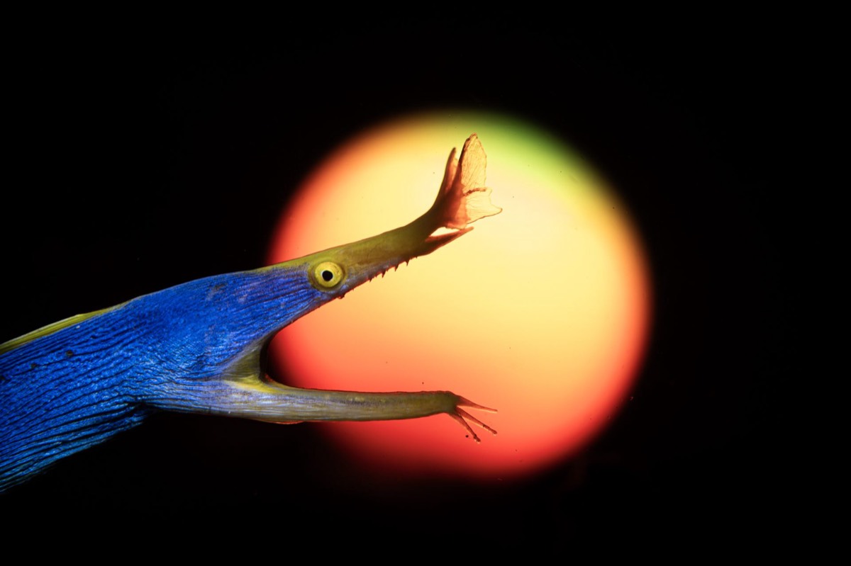 A blue ribbon eel with its jaws open, lit against a glowing orange and yellow orb